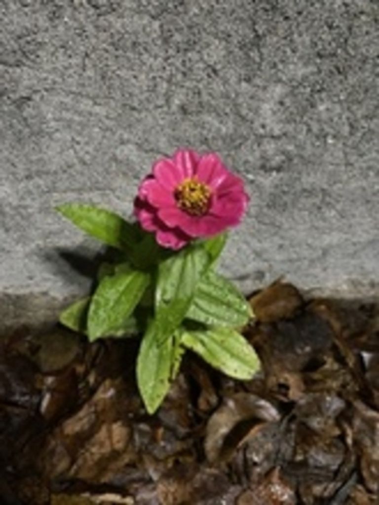 Betty Scott Marx Profile Photo