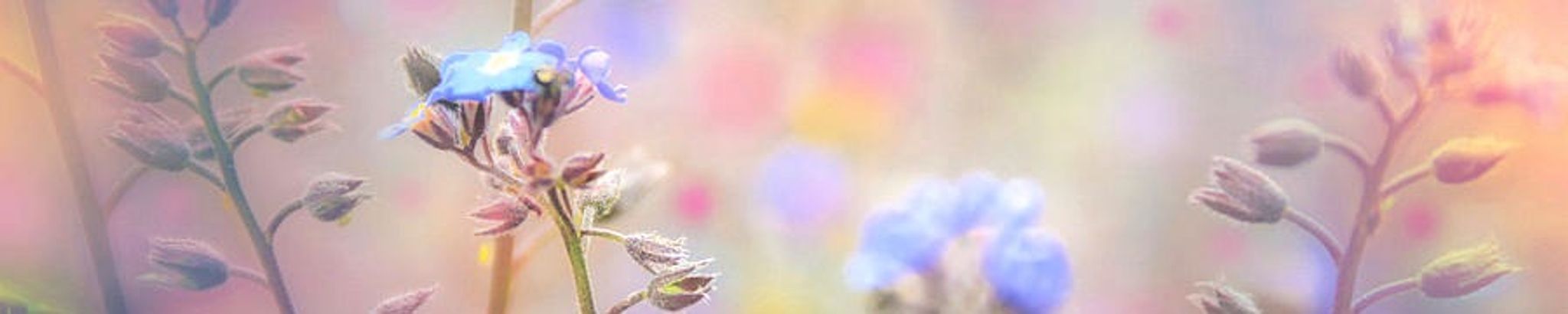 Cover photo for Kari Evjy's Obituary