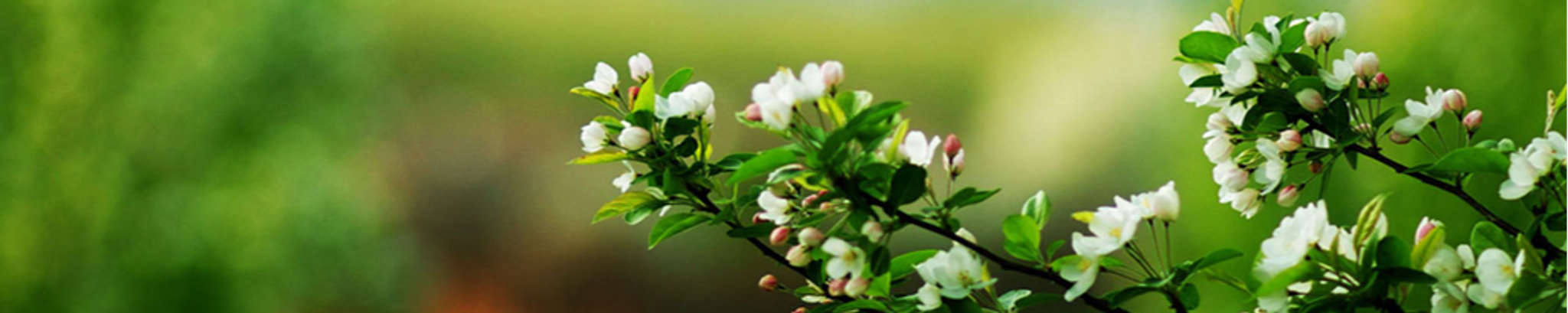 Cover photo for Shannon Phillips's Obituary
