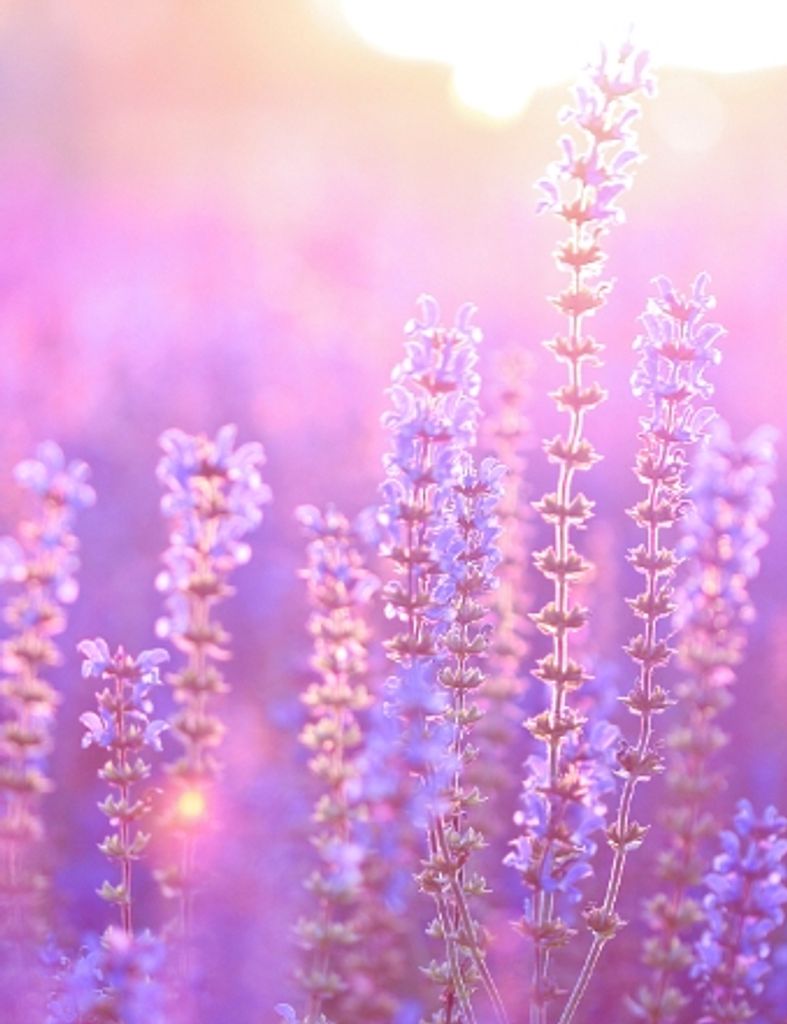 Lora Lee  Guidichessi Profile Photo