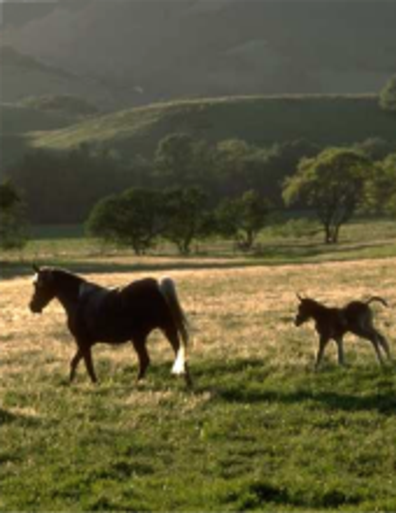 Lewis Franklin Meyer