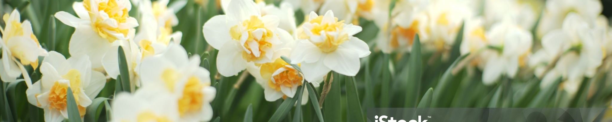 Cover photo for Denise Marie Breault's Obituary