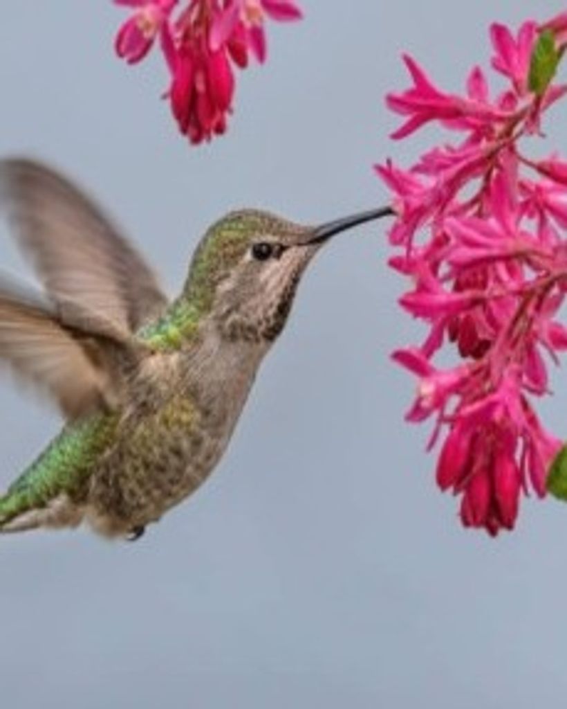 Sarah Eloise Steele Profile Photo