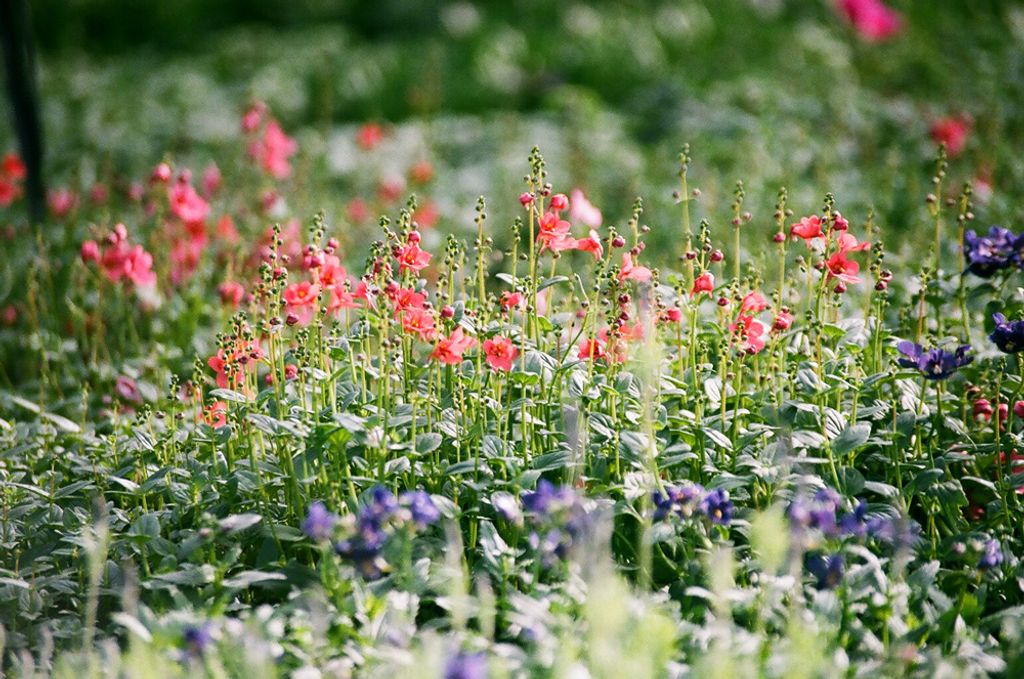 Grace Lee Rambo Profile Photo