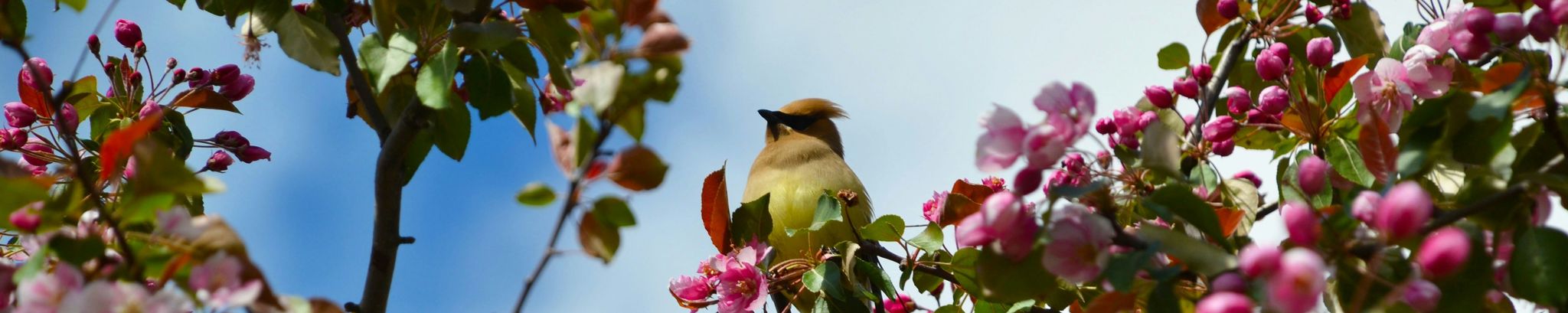 Cover for Annette Lois Haefs's Obituary