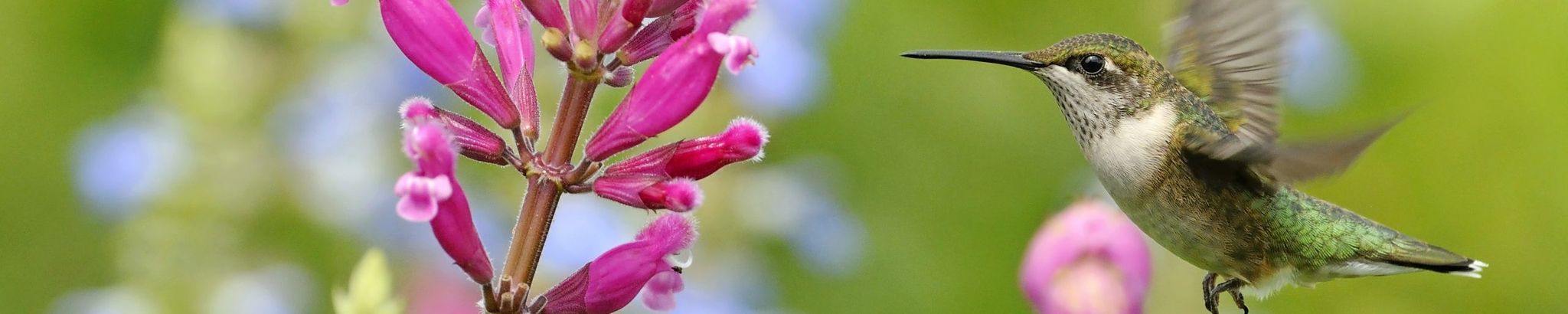 Cover for Beverly Jean (Evans) Teague's Obituary