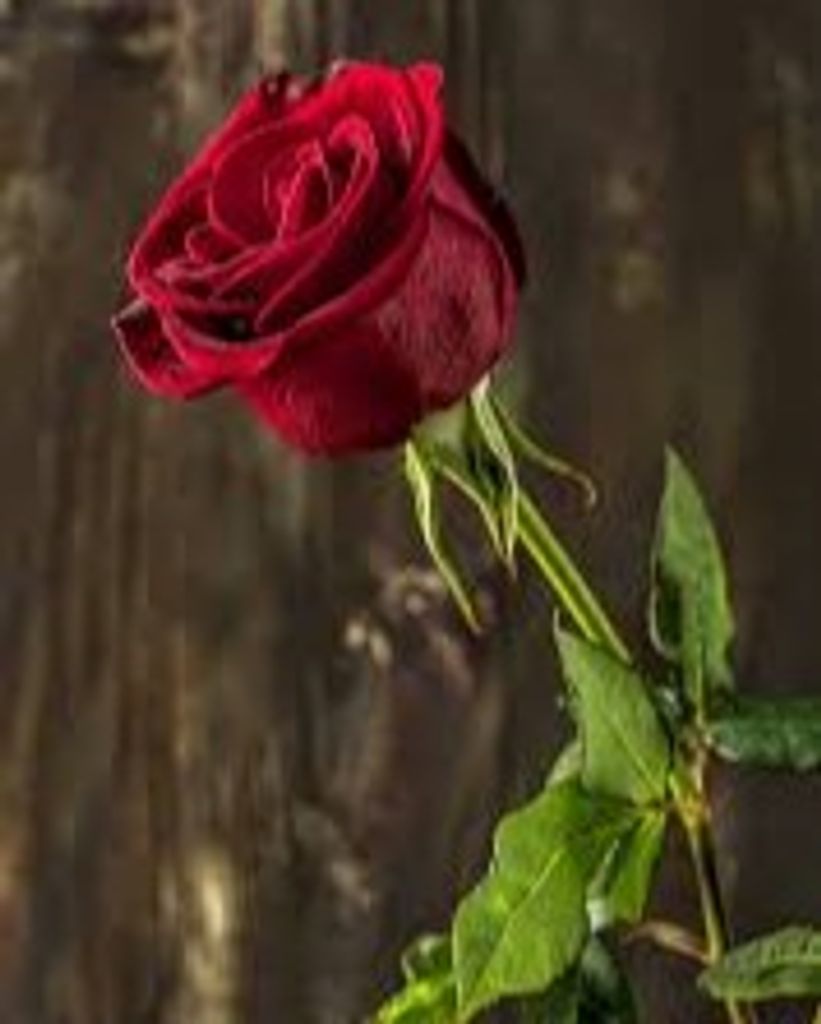 Donna Lorraine Richter, Ed. D.