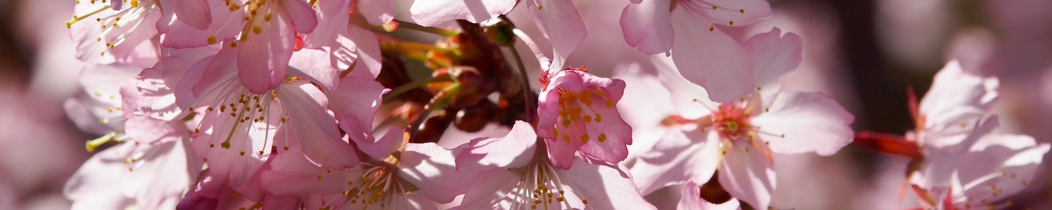 Cover photo for Betty Ann McDonald's Obituary