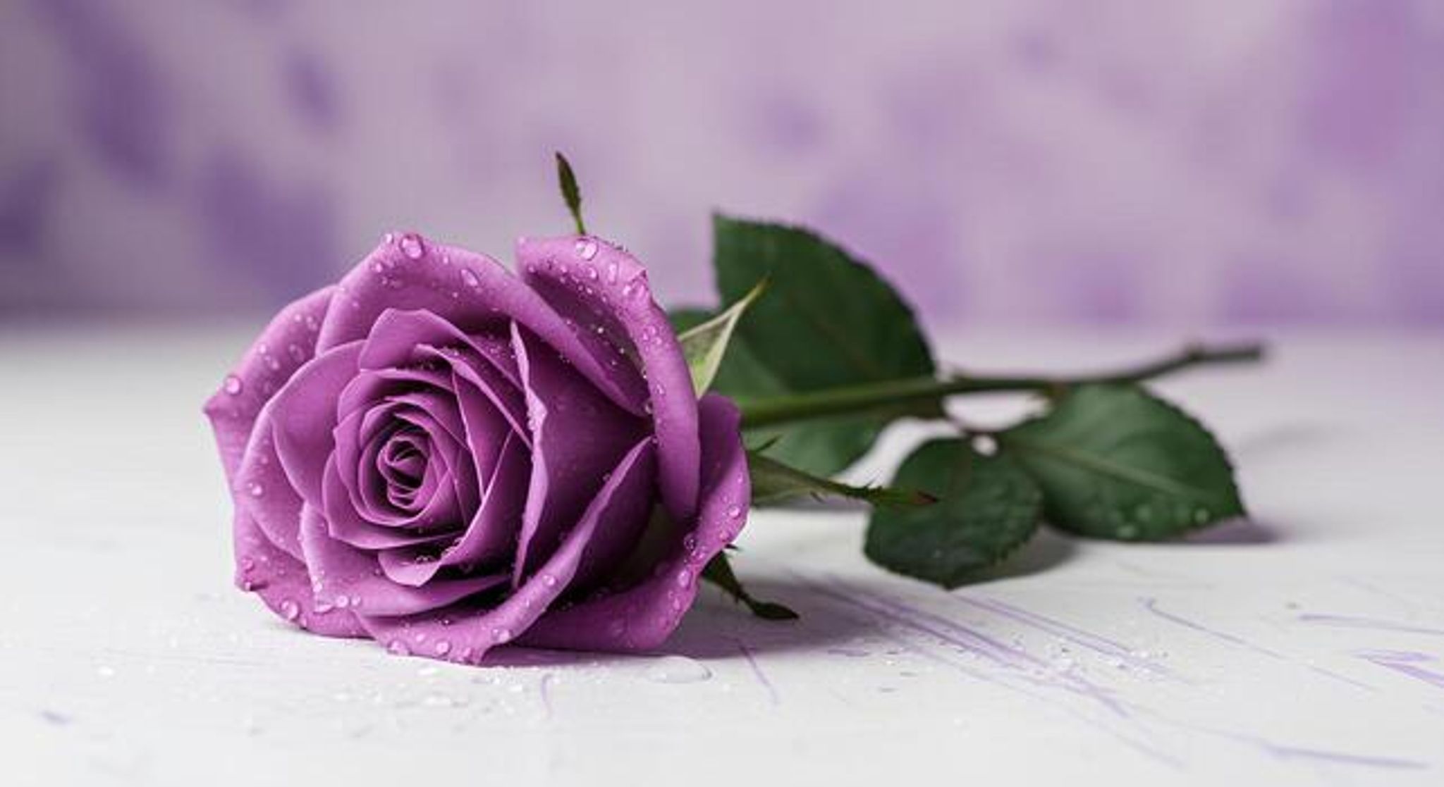 Cover for Alece Ann Winters's Obituary