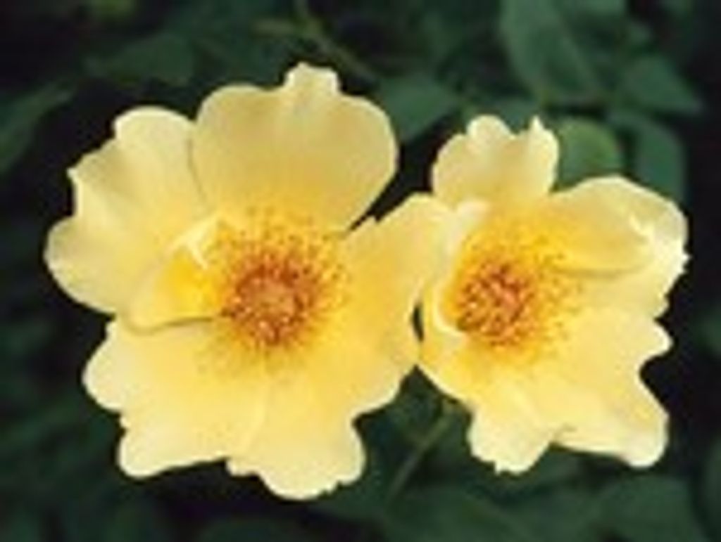 Deloris Ann Brister Profile Photo