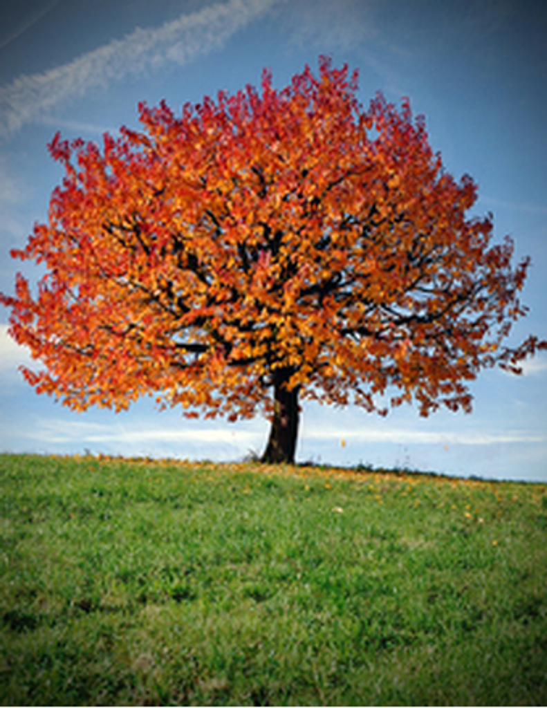 Shirley Mae (Shed) Mcguire