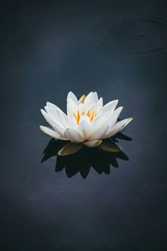 Boungnou Bounphanh Profile Photo