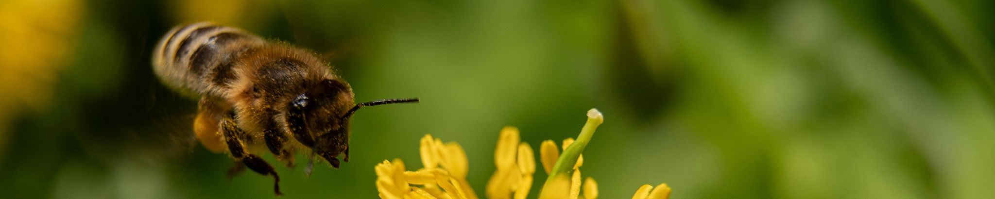 Cover for Beatrice "Bea" E. Anklam's Obituary