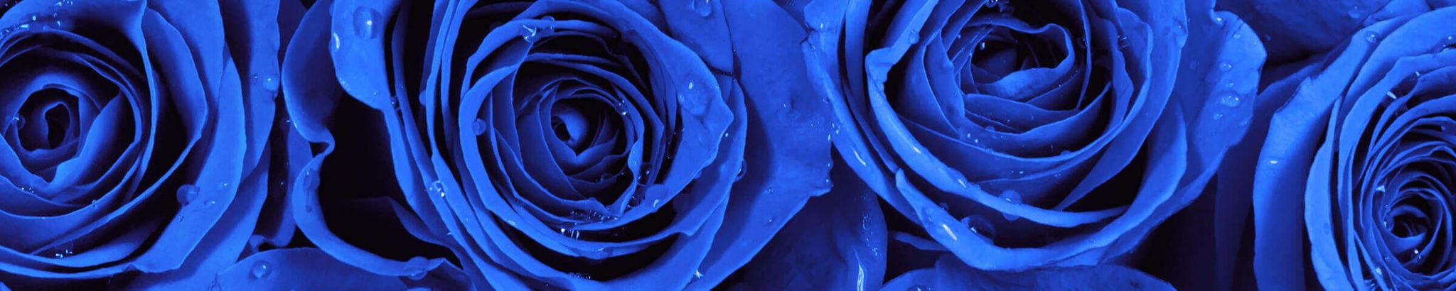 Cover photo for Shannan Parker's Obituary