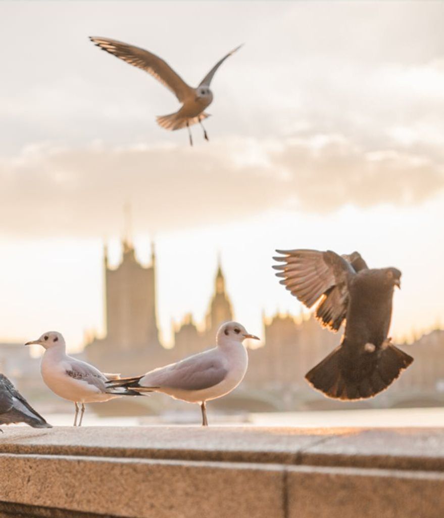 Raymond Alan Soderberg