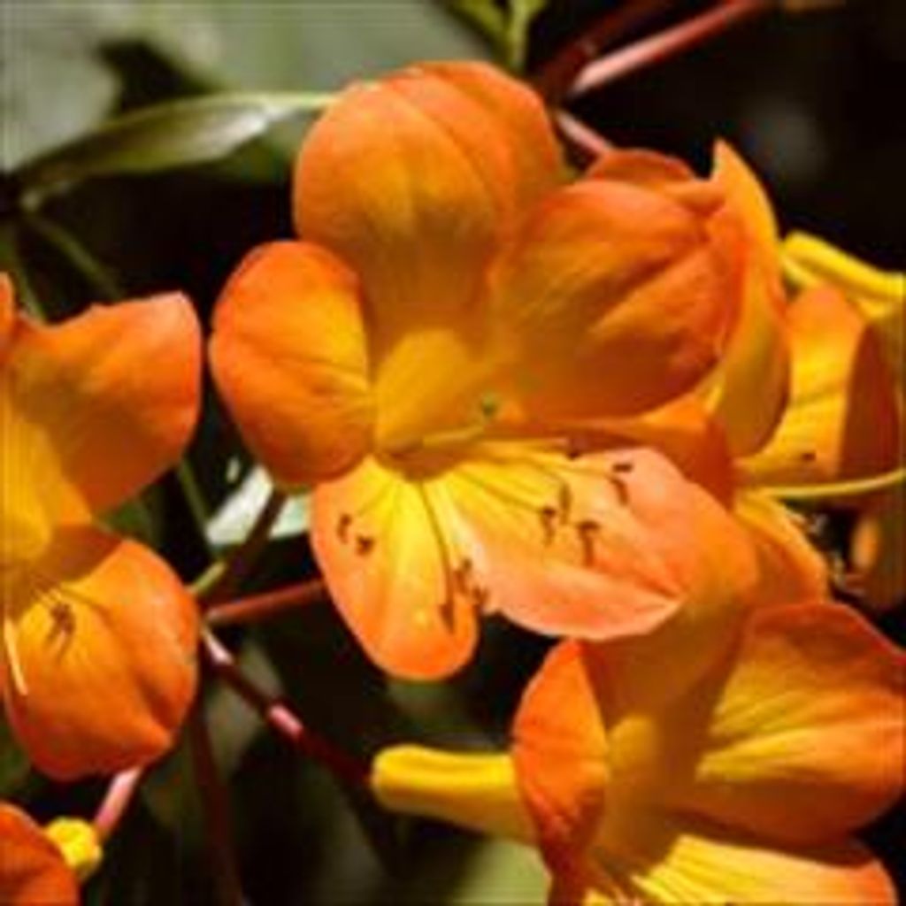 Rosie Binger Profile Photo