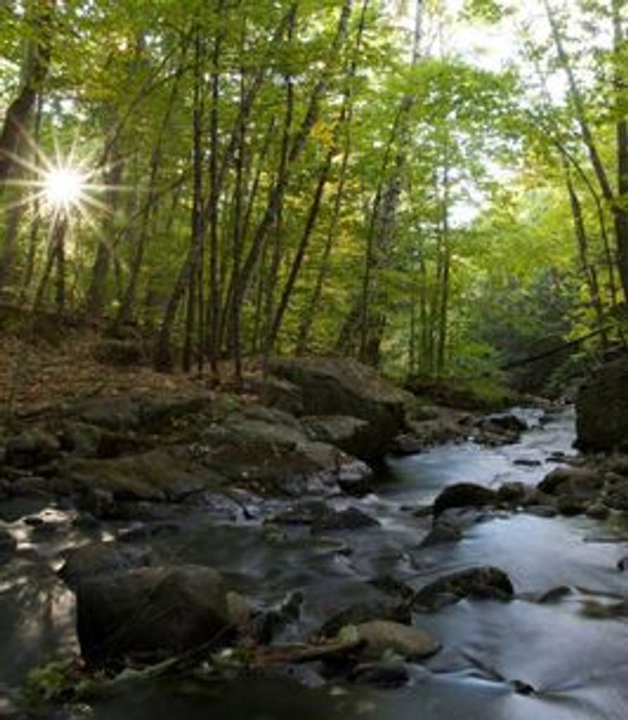 Lyndon Nelson Profile Photo