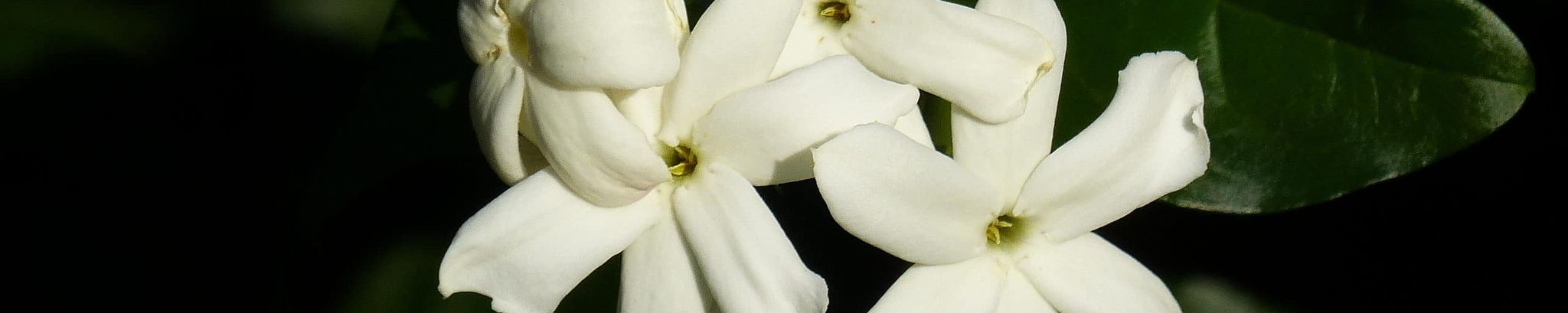 Cover for Victoria Creer Stockton's Obituary