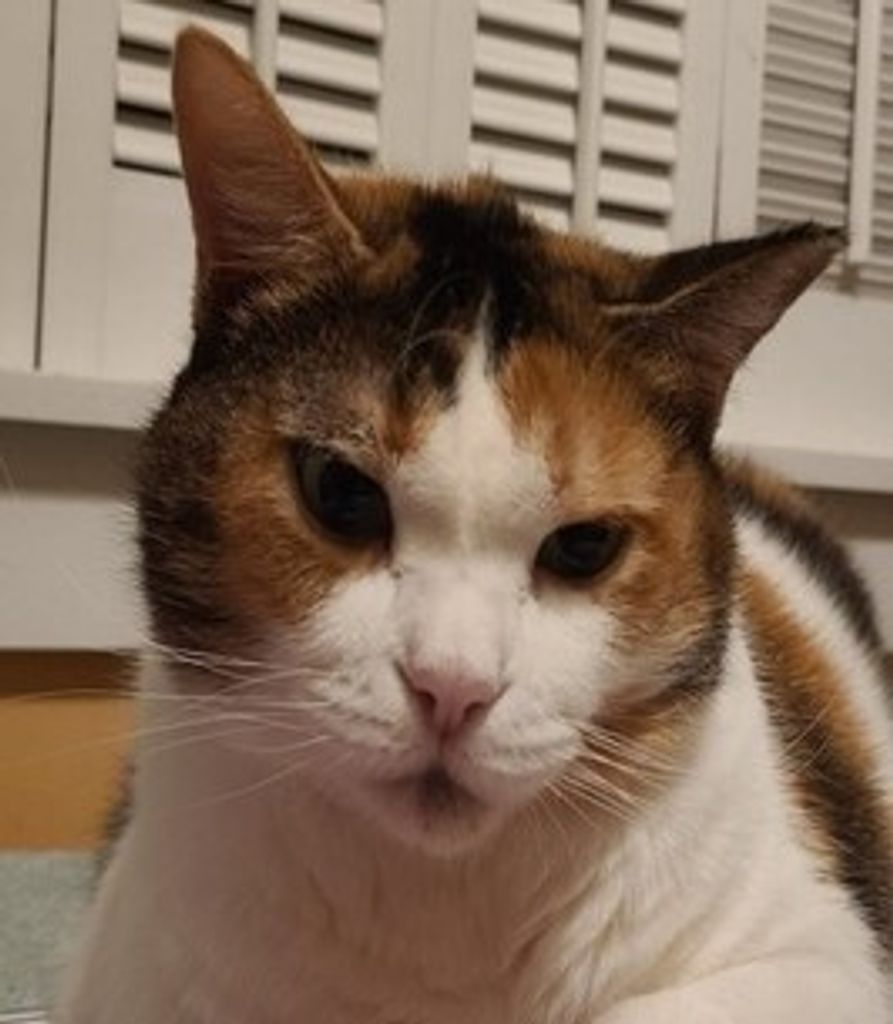 Mystcheif Jenkins Profile Photo