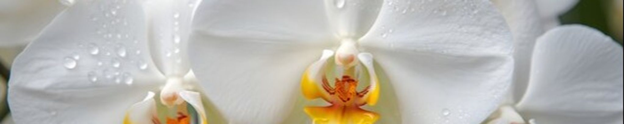 Cover photo for Bonnie Lou Puffer's Obituary