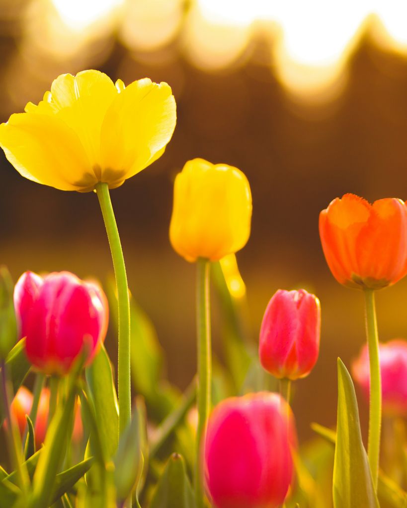 Dorothy "Dottie" Book