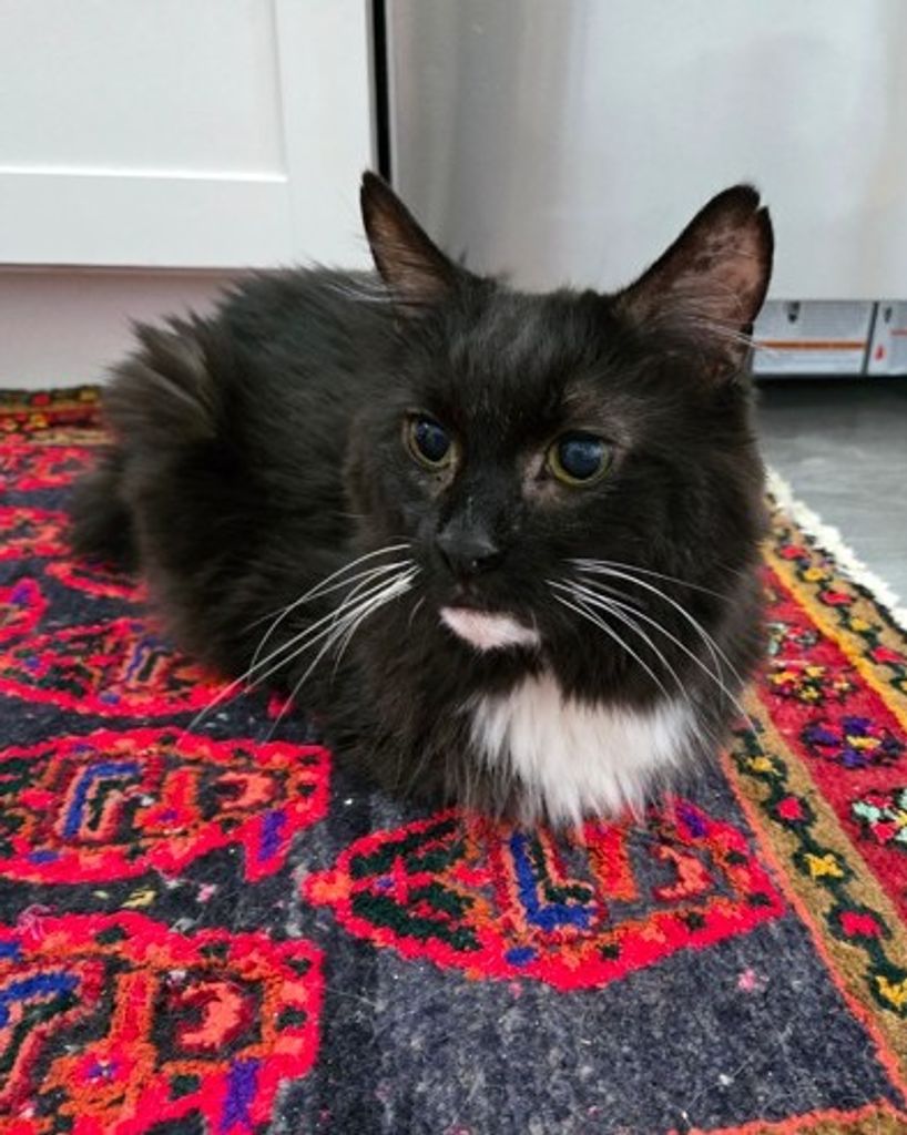 Felix King Profile Photo