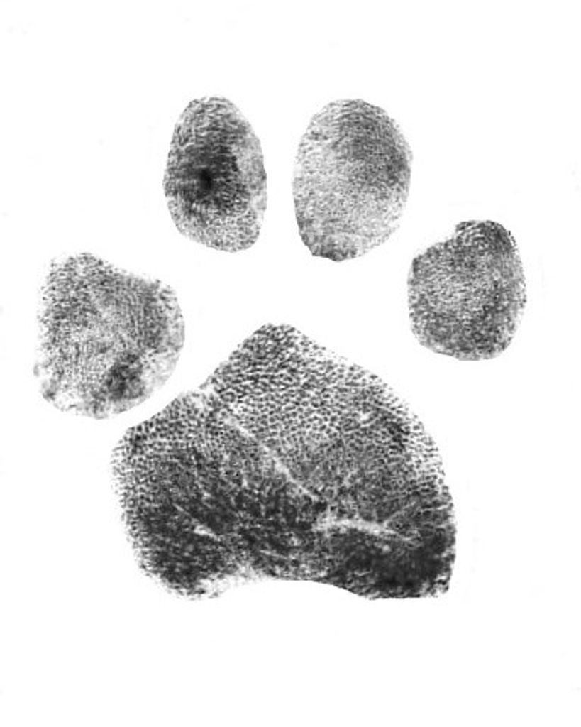 Toby Chattelle Profile Photo