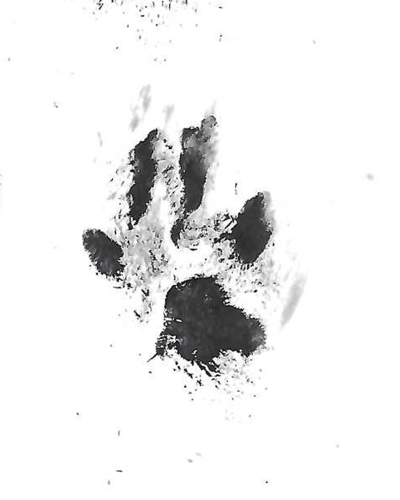 Shadow Knight Profile Photo