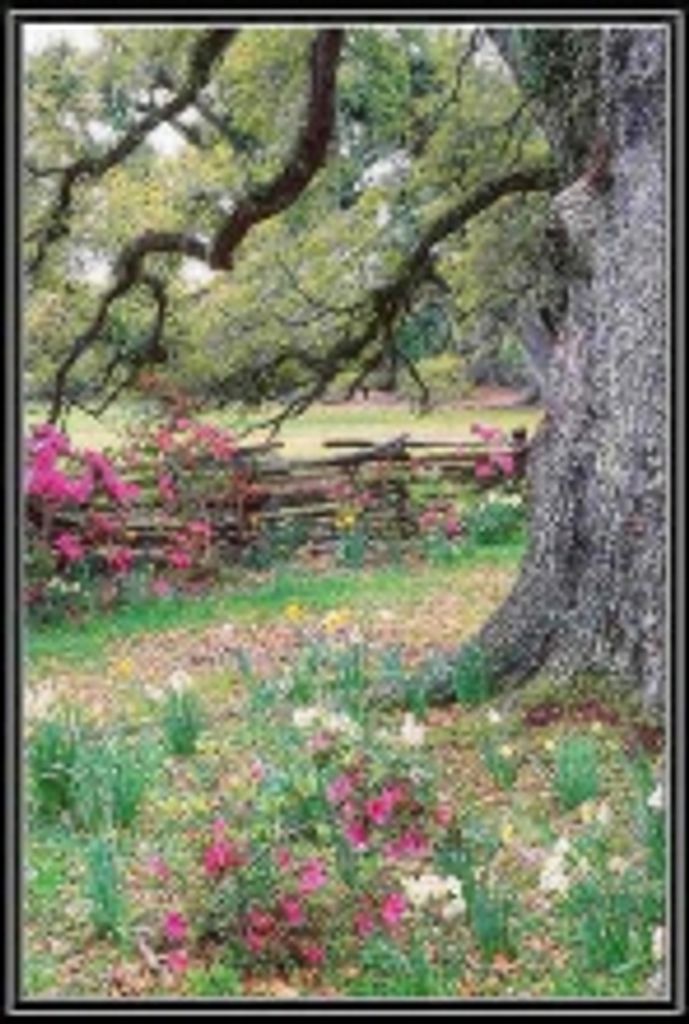 Mary  Sophia Deyoung