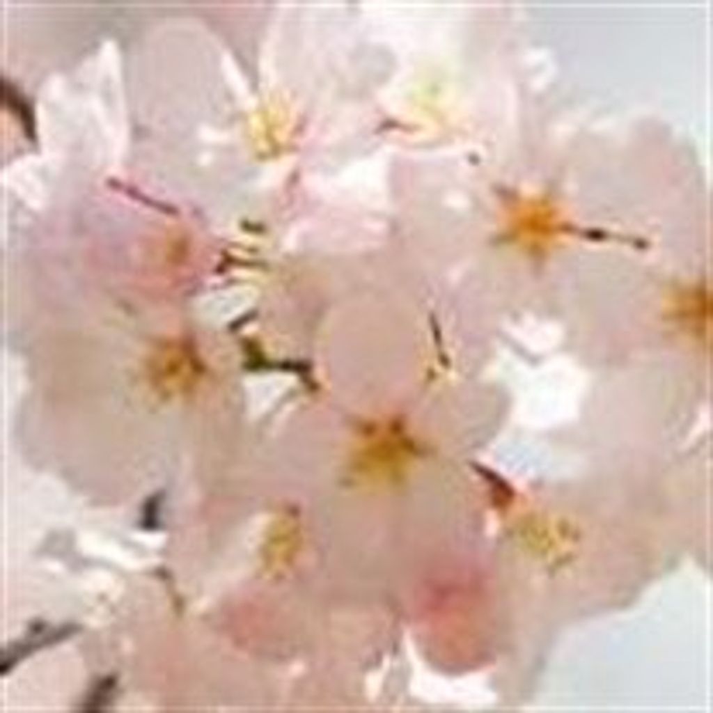 Sylvia  Miller Friedman