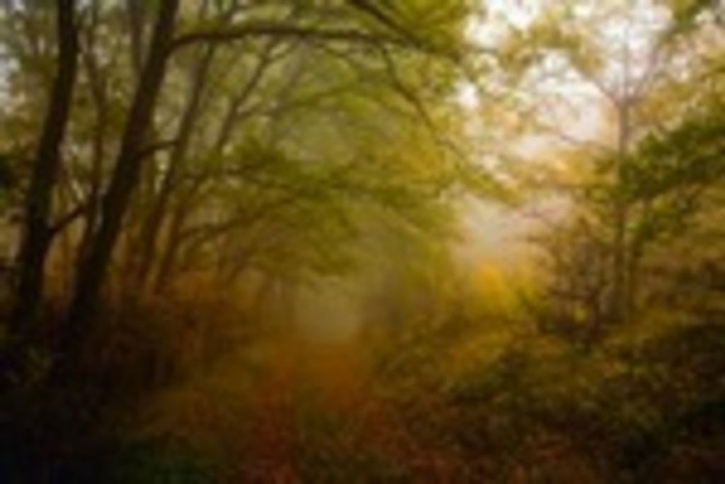 Catherine A. Weed Profile Photo