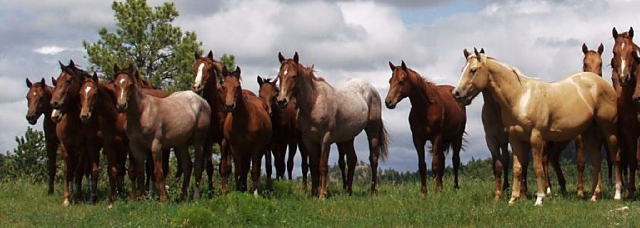 Cover for Patricia A. Monk's Obituary