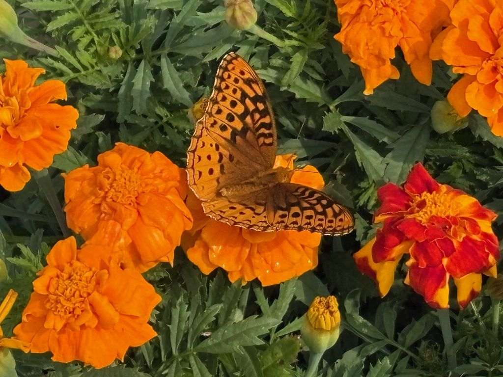 Donna Jean Bailiff Adkins Profile Photo