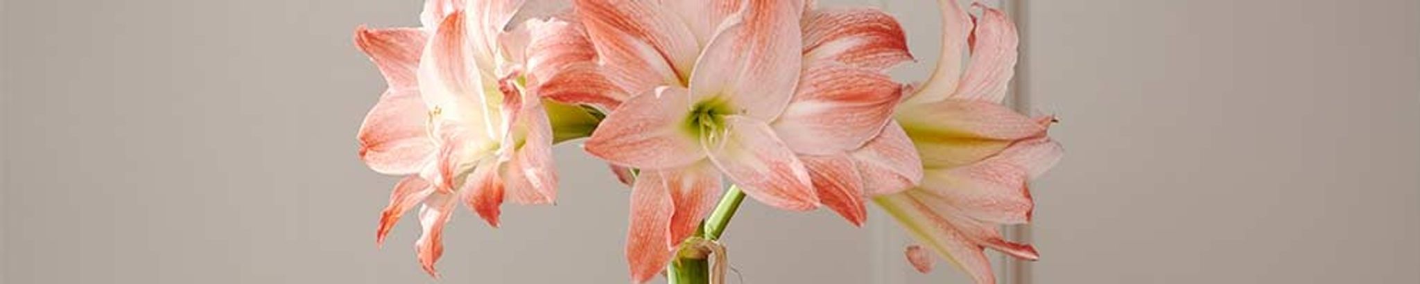 Cover photo for Cherreyl Williams's Obituary