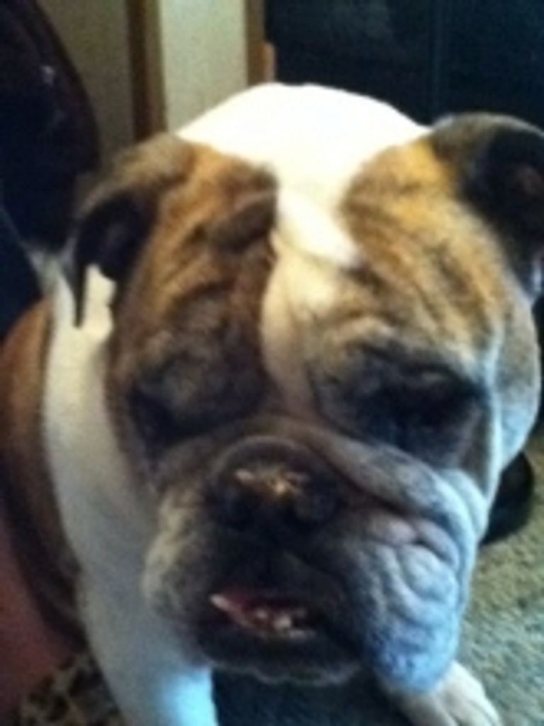 Pumba Springstead Profile Photo