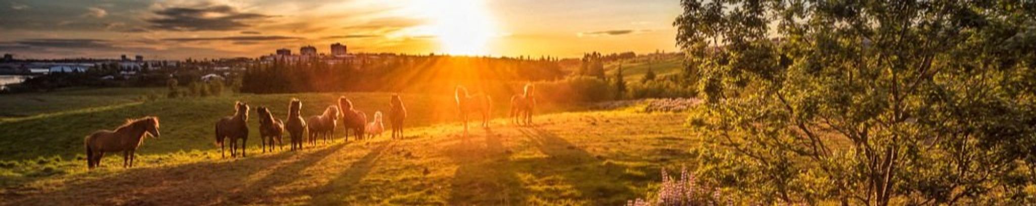 Cover for Dennis Raymond Wilson's Obituary