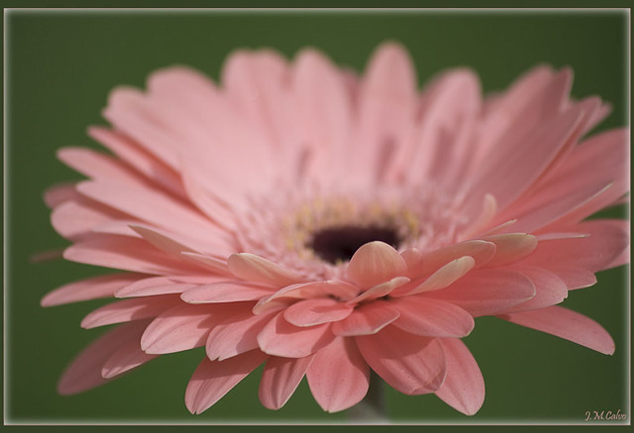 Cover photo for June A. Eichman's Obituary