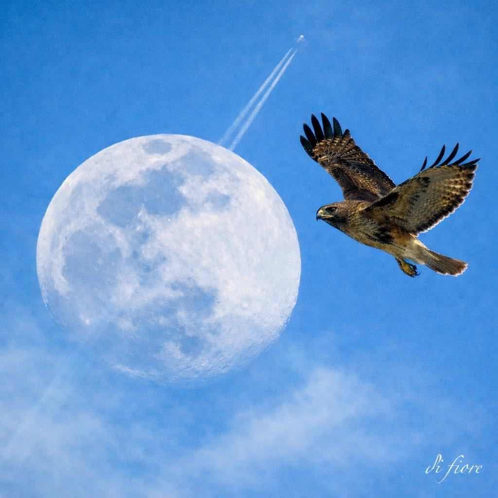 Lynn D. Di Fiore Profile Photo