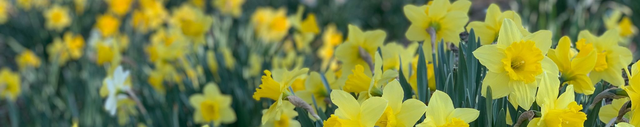 Cover for Mary Hampton's Obituary