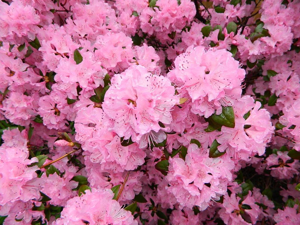 Judith Fay Lehman Profile Photo