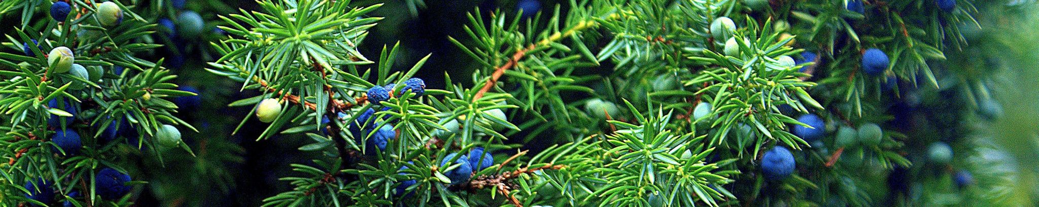 Cover for Rhonda Morrison's Obituary