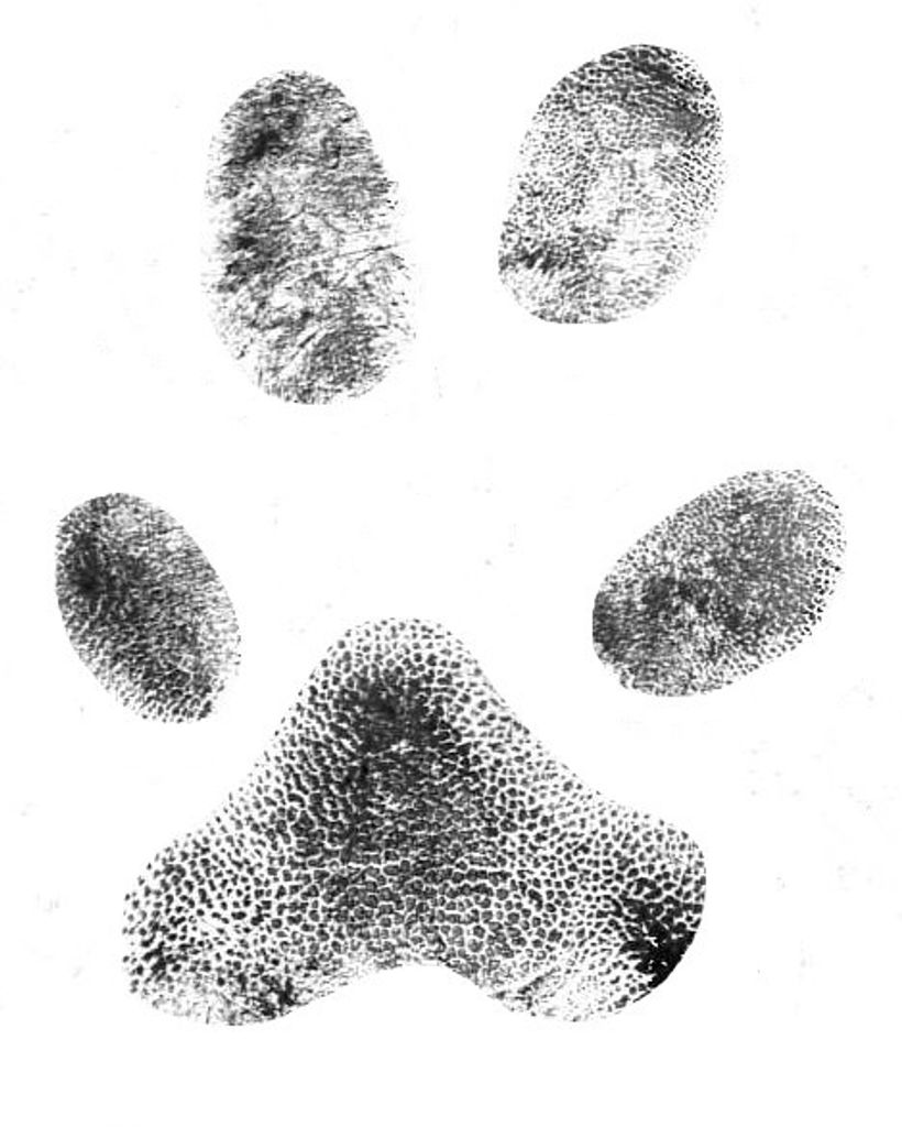 Jodi Correll Profile Photo