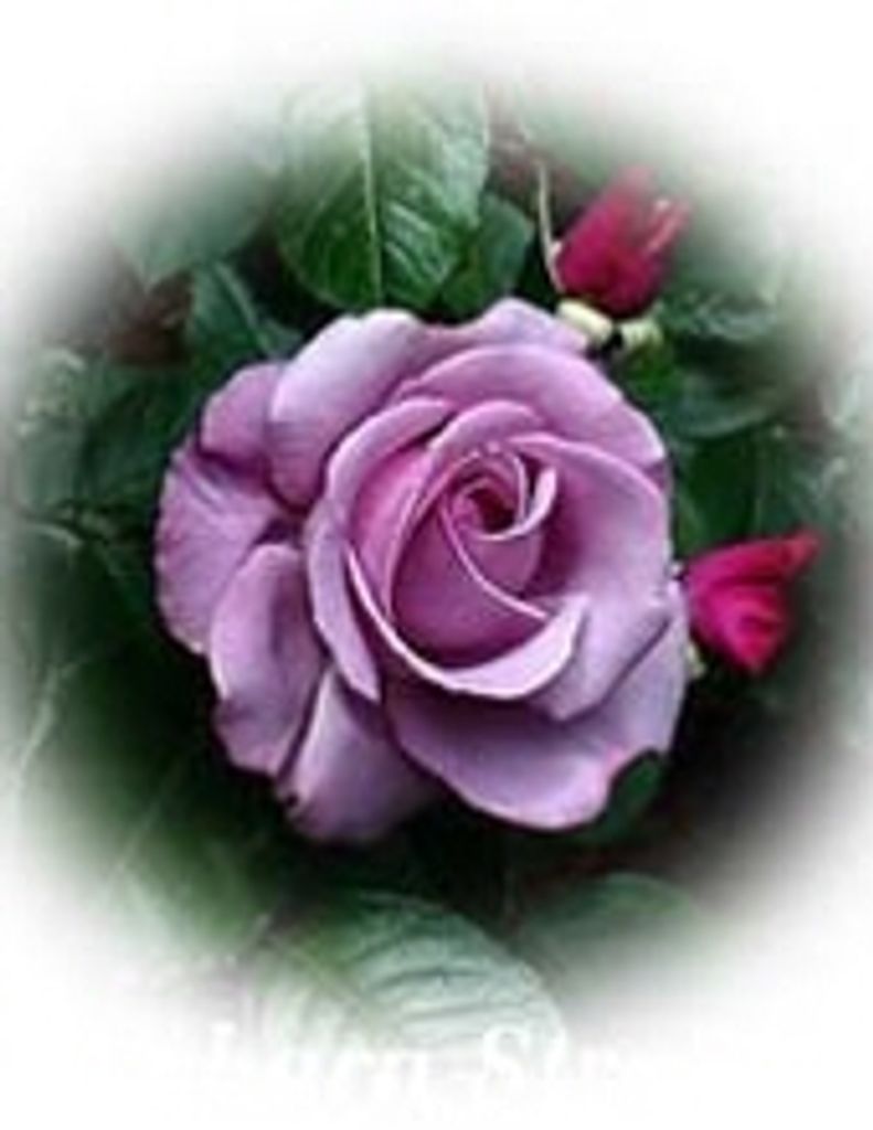 Anna Jo Barker Gale -Glbfh