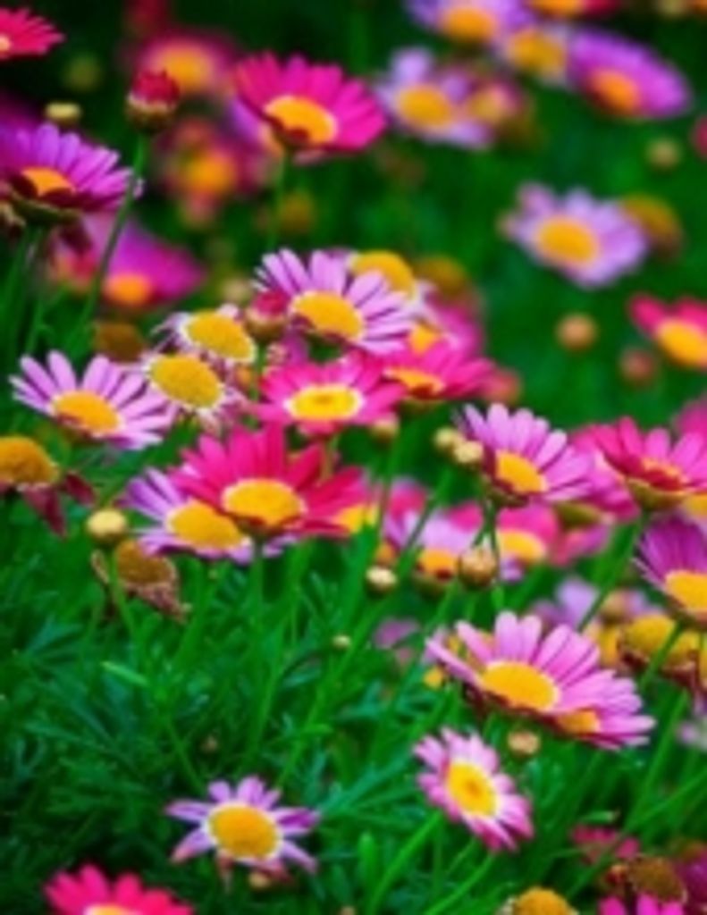 Diane Marie Santangelo