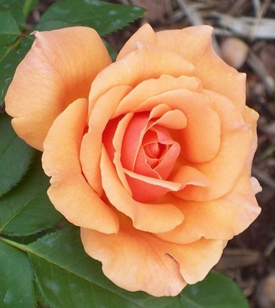 Rose Agnes Richardson