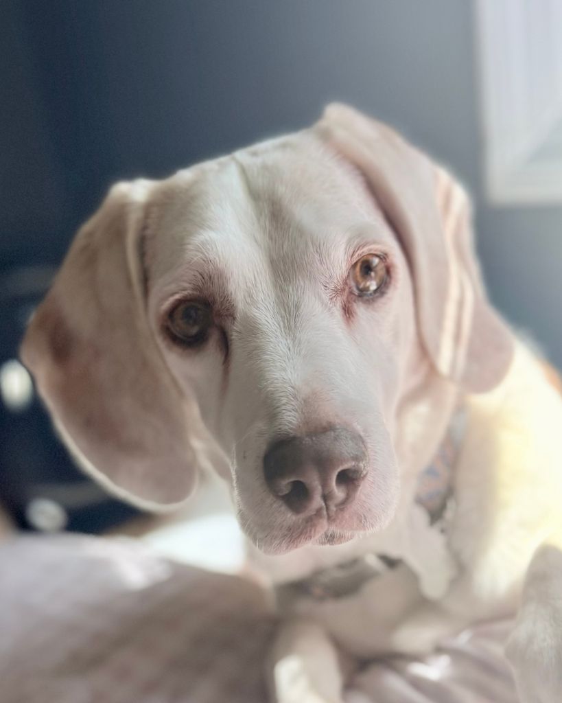 Lou Snyder Profile Photo