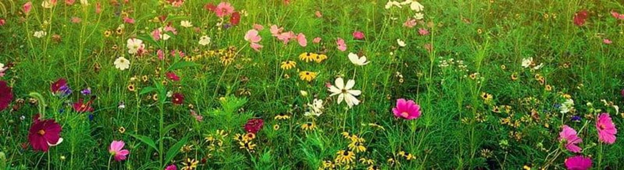 Cover photo for ANNE DRULIAS's Obituary