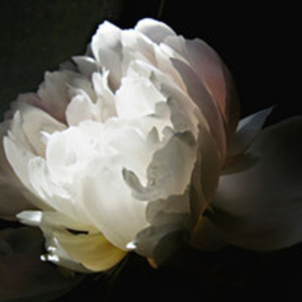 Marjorie Rus