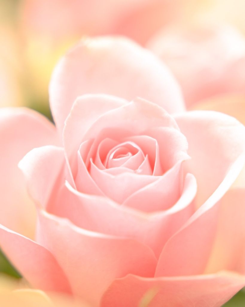 Linda Bosquez Profile Photo