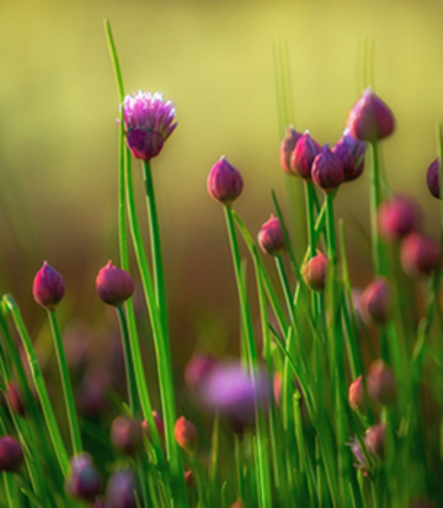 Eleanor Marie Burleson